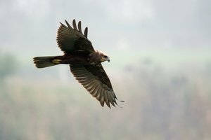 western-marsh-harrier-(Circus-aeruginosus)02