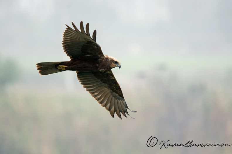 western-marsh-harrier-(Circus-aeruginosus)02.jpg