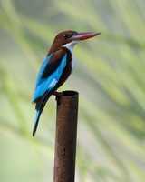 white-throated-kingfisher-(Halcyon-smyrnensis)
