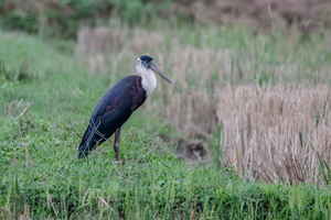 Woolly-necked Stork (Ciconia episcopus)