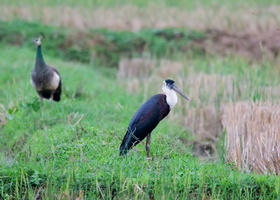 woolly-necked-stork-(Ciconia-episcopus)