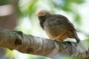 yellow-billed-babbler-(Turdoides-affinis)