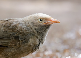 yellow-billed-babbler-(Turdoides-affinis)01