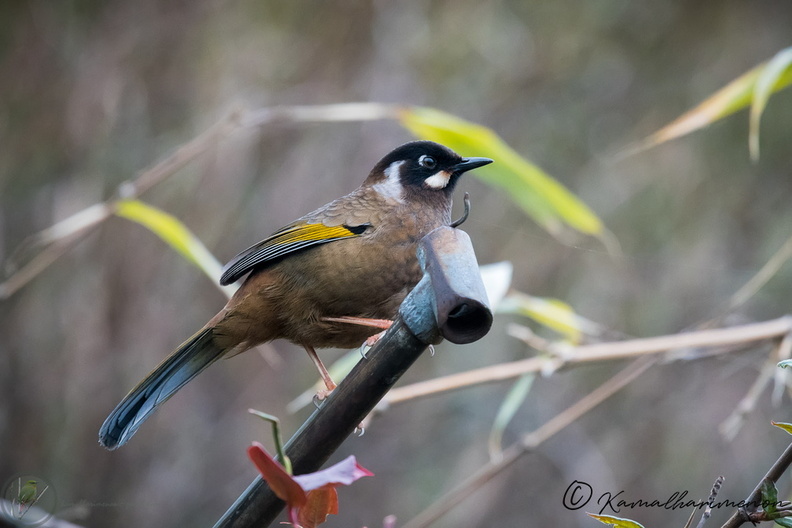 black-faced laughingthrush (Trochalopteron affine)04.jpg