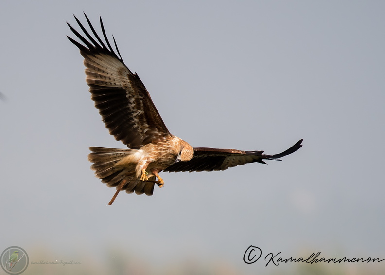 brahminy kite (Haliastur indus)01.jpg