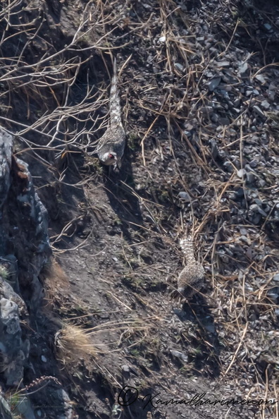 cheer pheasant, (Catreus wallichii).jpg