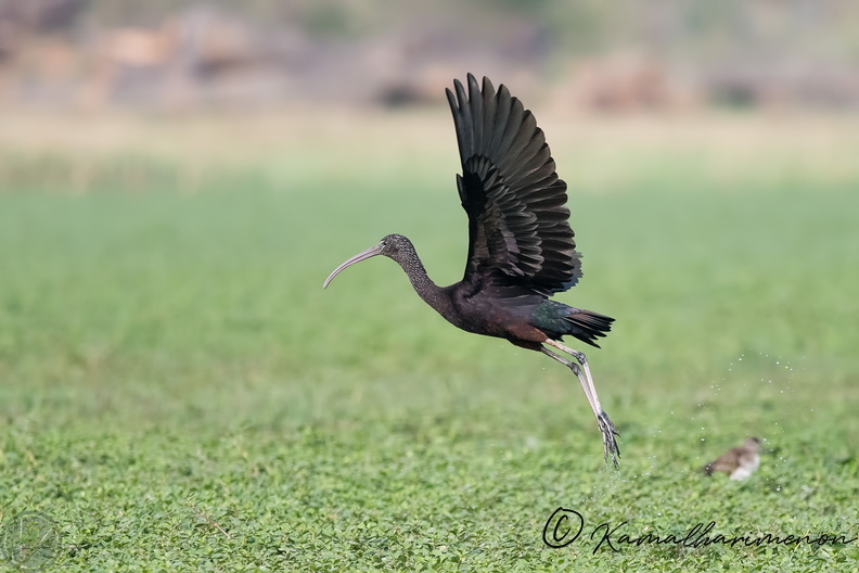 glossy ibis (Plegadis falcinellus)04.jpg