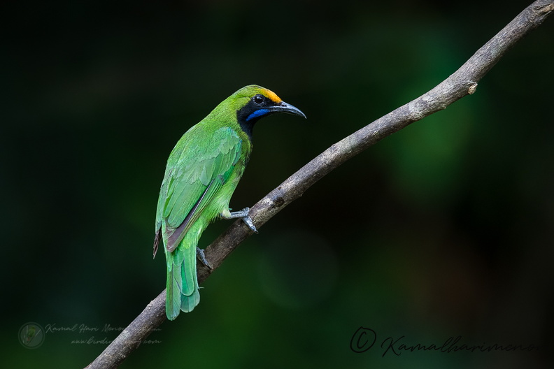 Golden-fronted Leafbird (Chloropsis aurifrons)01.jpg