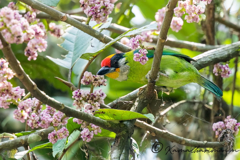Golden-throated Barbet (Megalaima franklinii)02.jpg