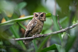 Indian Scops Owl (Otus bakkamoena) (1)