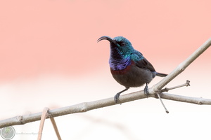 Loten&#039;s sunbird (Cinnyris lotenius)
