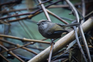 Manipur fulvetta(Fulvetta manipurensis)1 (2)