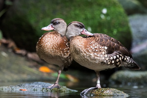 spotted-whistling-duck-(Dendrocygna-guttata)