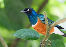 superb-starling-(Lamprotornis-superbus)