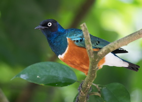 superb-starling-(Lamprotornis-superbus)01