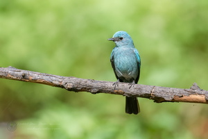 Verditer Flycatcher (Eumyias thalassinus)01