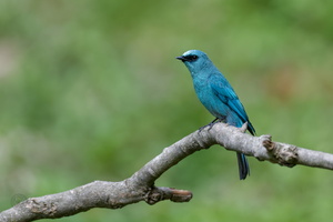 Verditer Flycatcher (Eumyias thalassinus)02