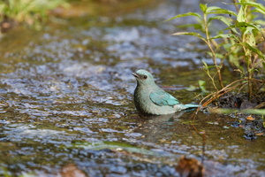 Verditer Flycatcher (Eumyias thalassinus)03