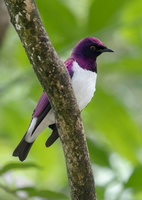 violet-backed-starling-(Cinnyricinclus-leucogaster)01