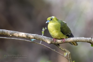 Wedge-tailed Green-pigeon (Treron sphenurus)