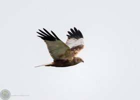 western marsh harrier (Circus aeruginosus) 02