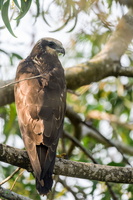 western marsh harrier (Circus aeruginosus) 03