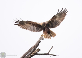 western marsh harrier (Circus aeruginosus)