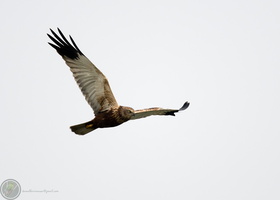Western marsh harrier (Circus aeruginosus)01