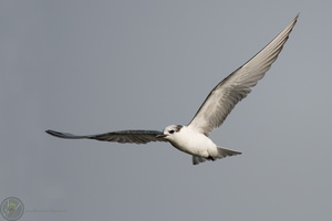 whiskered tern (Chlidonias hybrida)