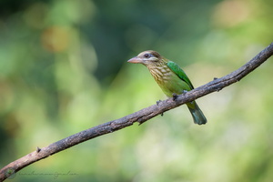White cheeked Barbet (Megalaima viridis)