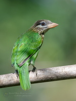 White cheeked Barbet (Megalaima viridis)01