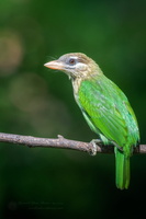 White cheeked Barbet (Megalaima viridis)02