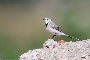 White Wagtail (Motacilla alba) 01
