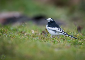 White Wagtail (Motacilla alba)