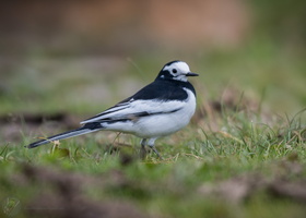 White Wagtail (Motacilla alba)01