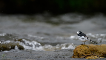 White Wagtail (Motacilla alba)02