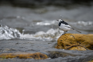White Wagtail (Motacilla alba)03