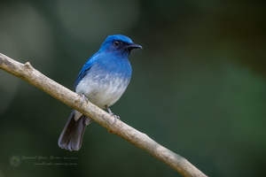 White-bellied Blue-flycatcher (Cyornis pallidipes) (1)