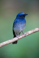 White-bellied Blue-flycatcher (Cyornis pallidipes) (2)