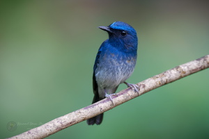 White-bellied Blue-flycatcher (Cyornis pallidipes) (3)