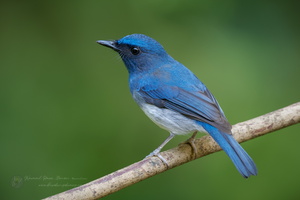White-bellied Blue-flycatcher (Cyornis pallidipes) (4)