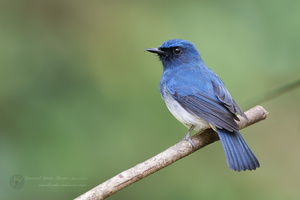 White-bellied Blue-flycatcher (Cyornis pallidipes) (5)