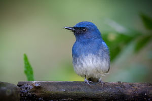 White-bellied Blue-flycatcher (Cyornis pallidipes) (6)