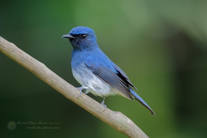 White-bellied Blue-flycatcher (Cyornis pallidipes) (7)
