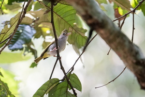 White-bellied Erpornis (Erpornis zantholeuca)