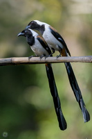 White-bellied Treepie (Dendrocitta leucogastra)01