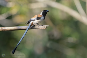 White-bellied Treepie (Dendrocitta leucogastra)02