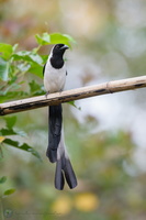 White-bellied Treepie (Dendrocitta leucogastra)03