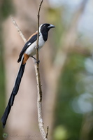 White-bellied Treepie (Dendrocitta leucogastra)04