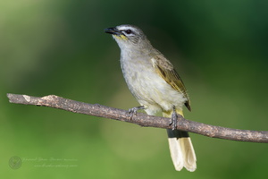 White-browed Bulbul (Pycnonotus luteolus)